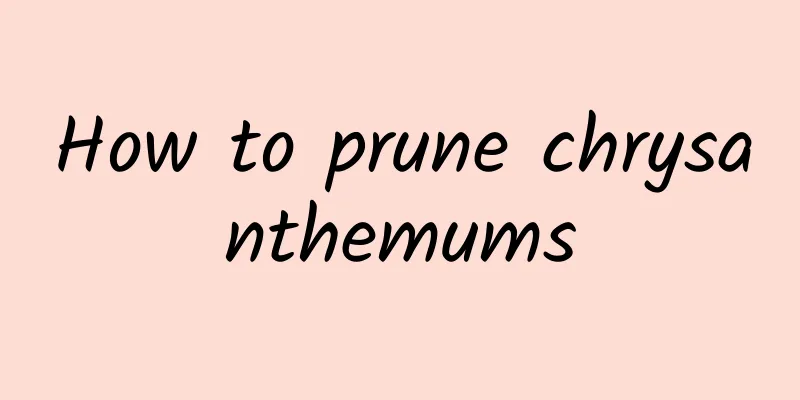 How to prune chrysanthemums