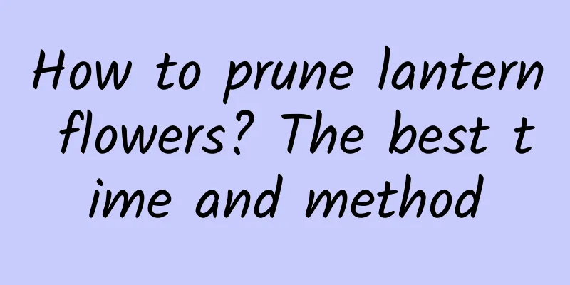 How to prune lantern flowers? The best time and method