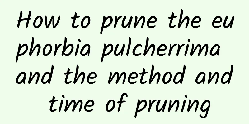 How to prune the euphorbia pulcherrima and the method and time of pruning