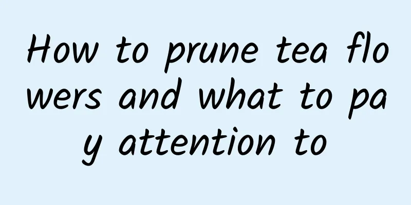 How to prune tea flowers and what to pay attention to