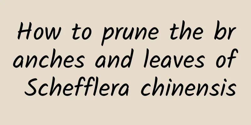 How to prune the branches and leaves of Schefflera chinensis