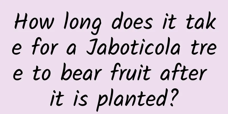 How long does it take for a Jaboticola tree to bear fruit after it is planted?