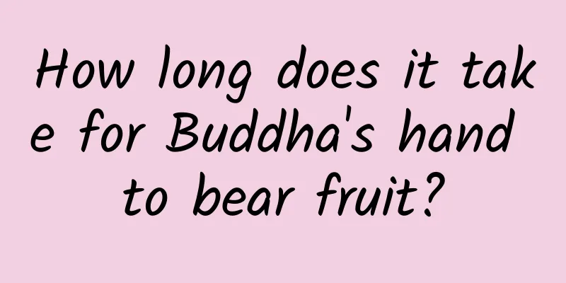 How long does it take for Buddha's hand to bear fruit?