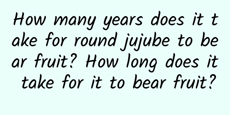 How many years does it take for round jujube to bear fruit? How long does it take for it to bear fruit?