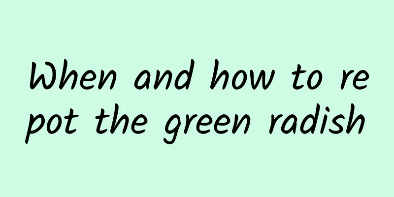 When and how to repot the green radish
