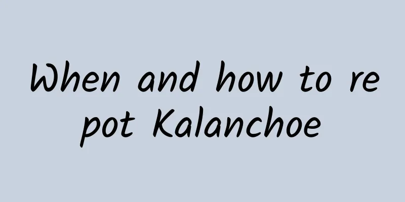 When and how to repot Kalanchoe