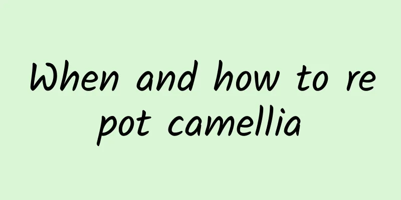 When and how to repot camellia