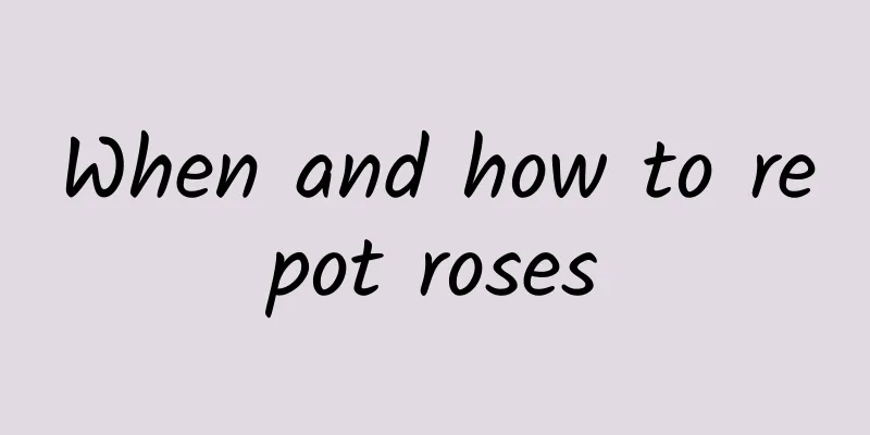 When and how to repot roses