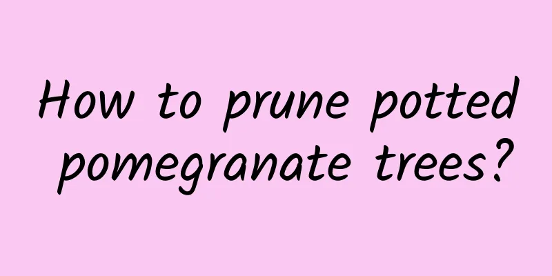How to prune potted pomegranate trees?