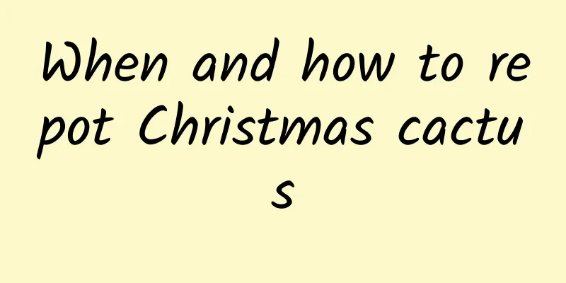 When and how to repot Christmas cactus