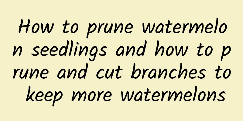 How to prune watermelon seedlings and how to prune and cut branches to keep more watermelons