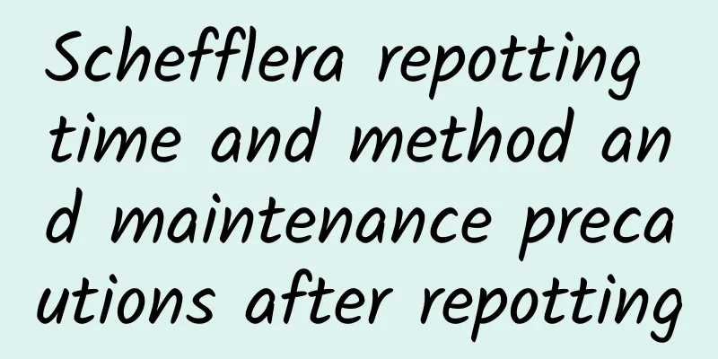 Schefflera repotting time and method and maintenance precautions after repotting