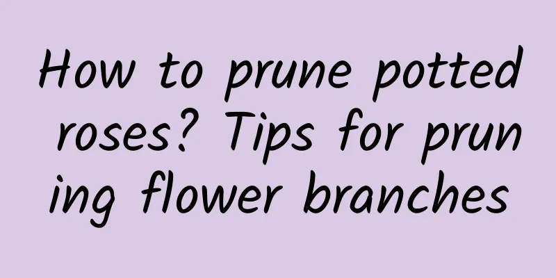 How to prune potted roses? Tips for pruning flower branches