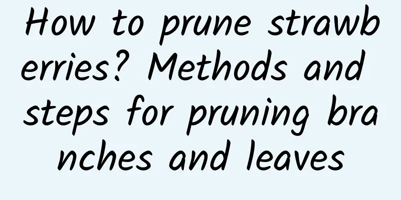 How to prune strawberries? Methods and steps for pruning branches and leaves