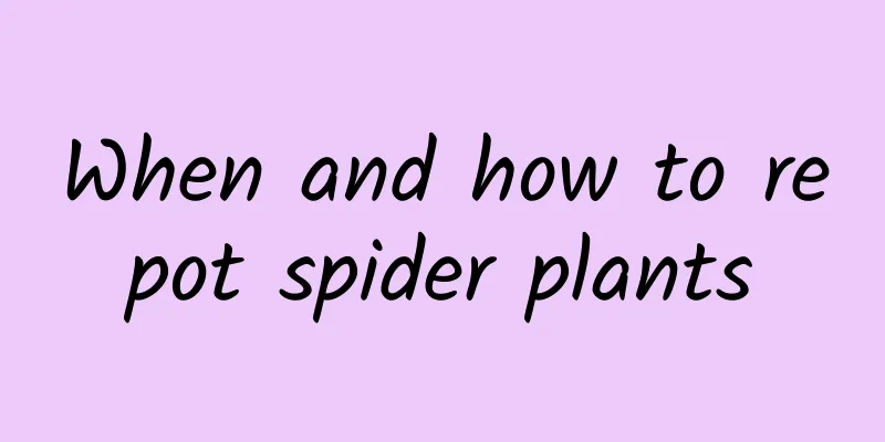 When and how to repot spider plants