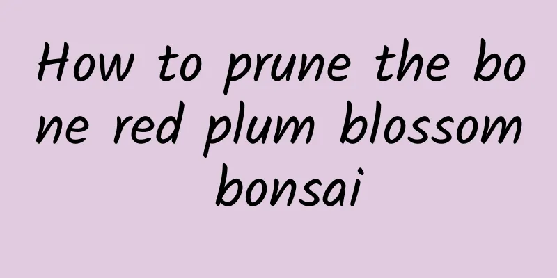 How to prune the bone red plum blossom bonsai