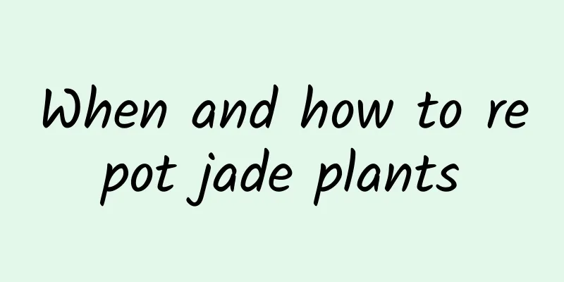 When and how to repot jade plants