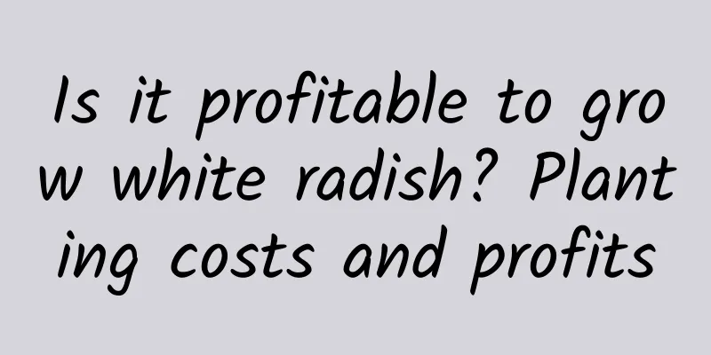 Is it profitable to grow white radish? Planting costs and profits