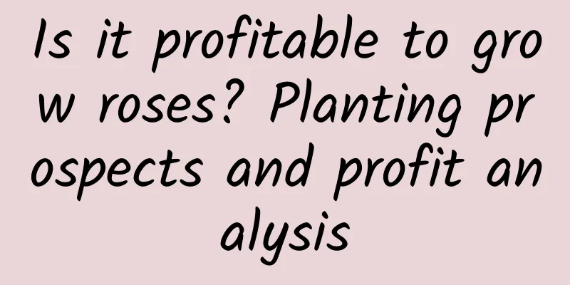 Is it profitable to grow roses? Planting prospects and profit analysis