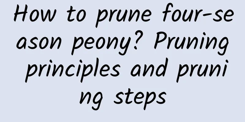 How to prune four-season peony? Pruning principles and pruning steps