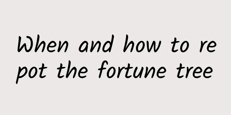 When and how to repot the fortune tree