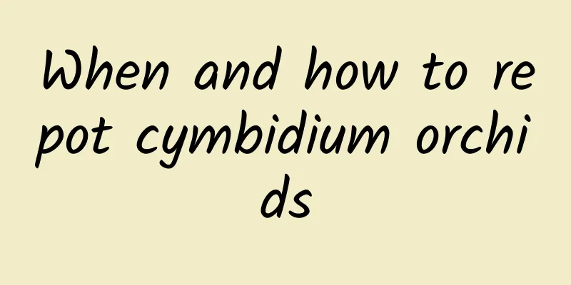 When and how to repot cymbidium orchids