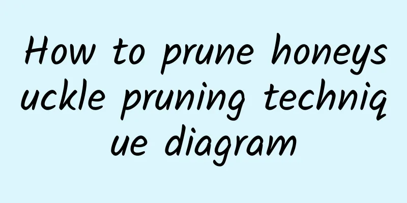 How to prune honeysuckle pruning technique diagram