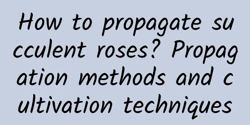 How to propagate succulent roses? Propagation methods and cultivation techniques