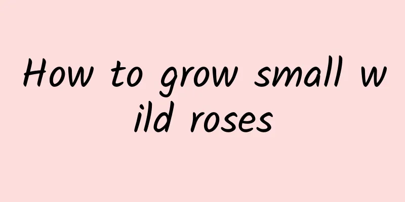 How to grow small wild roses
