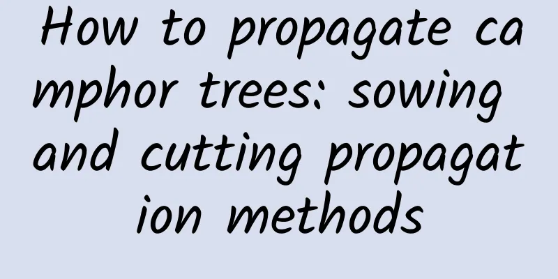 How to propagate camphor trees: sowing and cutting propagation methods