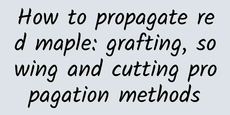 How to propagate red maple: grafting, sowing and cutting propagation methods