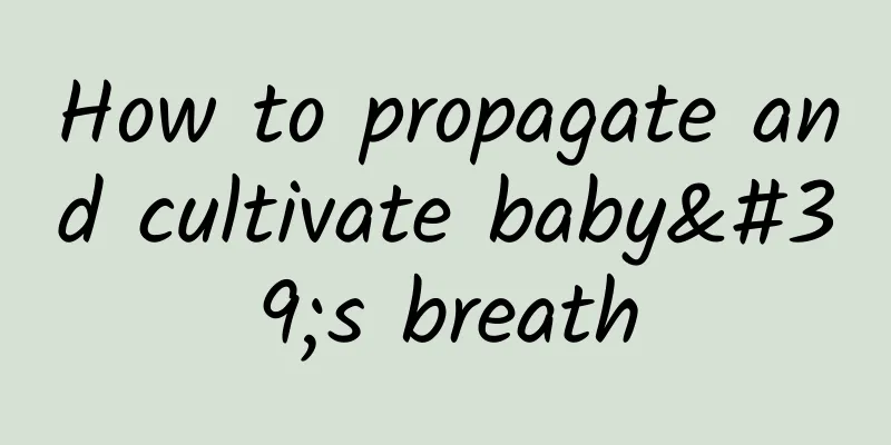 How to propagate and cultivate baby's breath