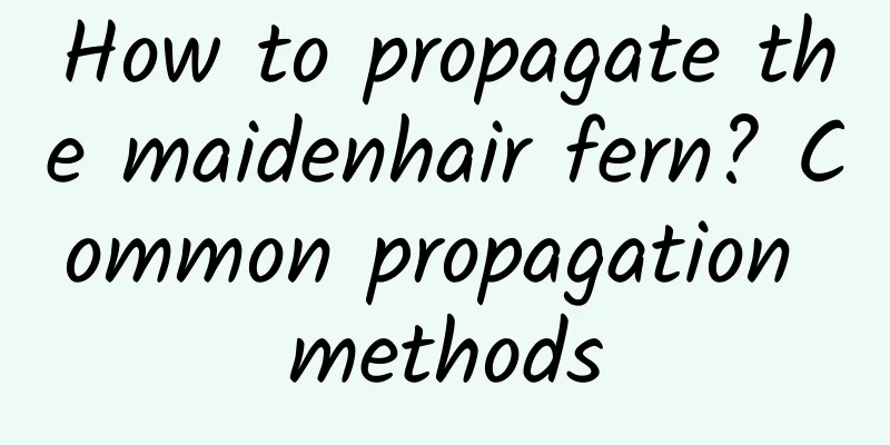 How to propagate the maidenhair fern? Common propagation methods