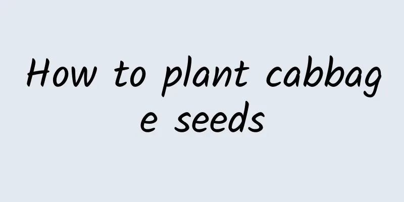 How to plant cabbage seeds