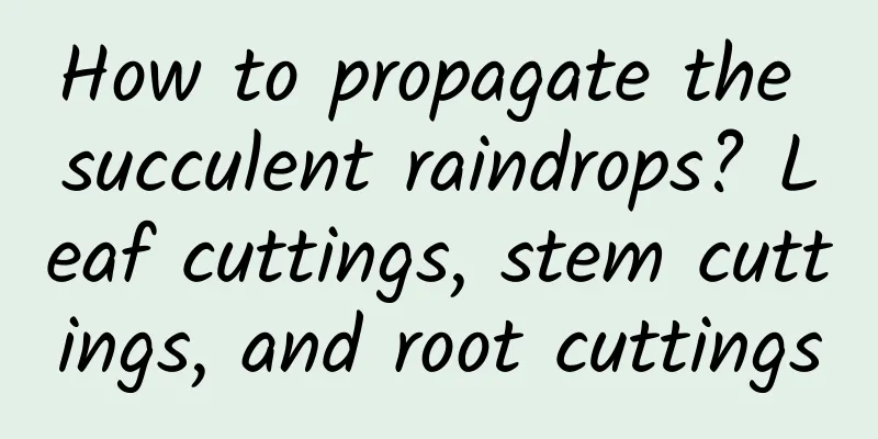 How to propagate the succulent raindrops? Leaf cuttings, stem cuttings, and root cuttings