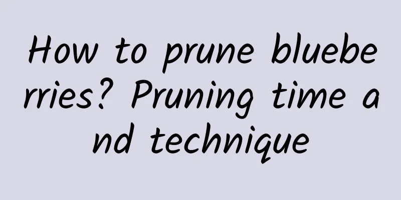 How to prune blueberries? Pruning time and technique