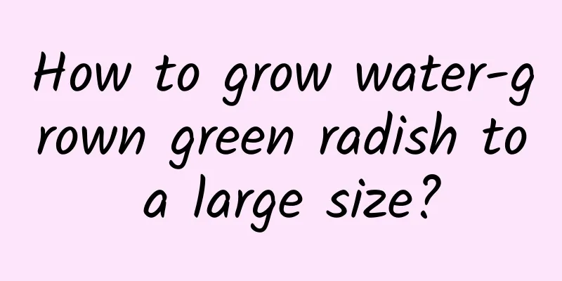 How to grow water-grown green radish to a large size?