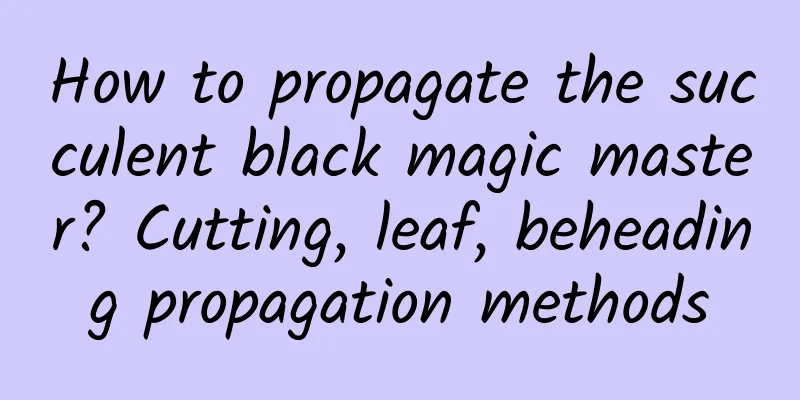 How to propagate the succulent black magic master? Cutting, leaf, beheading propagation methods