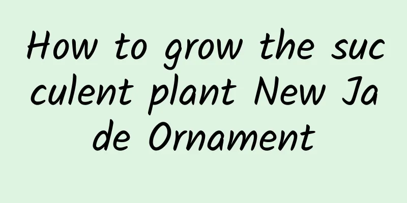How to grow the succulent plant New Jade Ornament