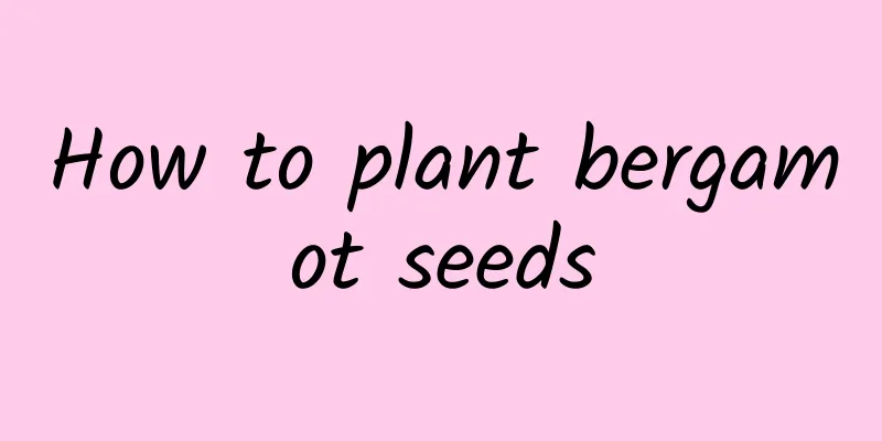 How to plant bergamot seeds