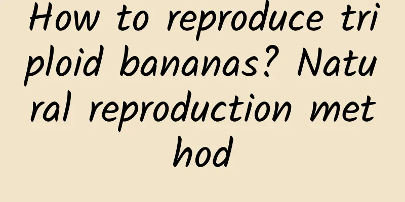 How to reproduce triploid bananas? Natural reproduction method