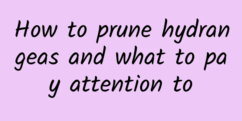 How to prune hydrangeas and what to pay attention to