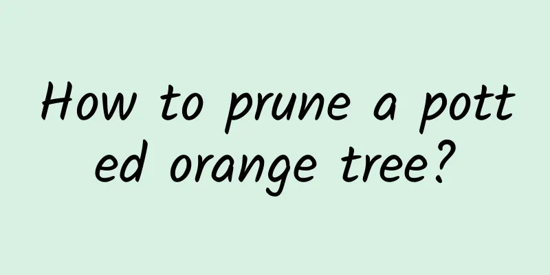How to prune a potted orange tree?