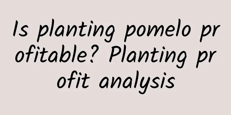 Is planting pomelo profitable? Planting profit analysis