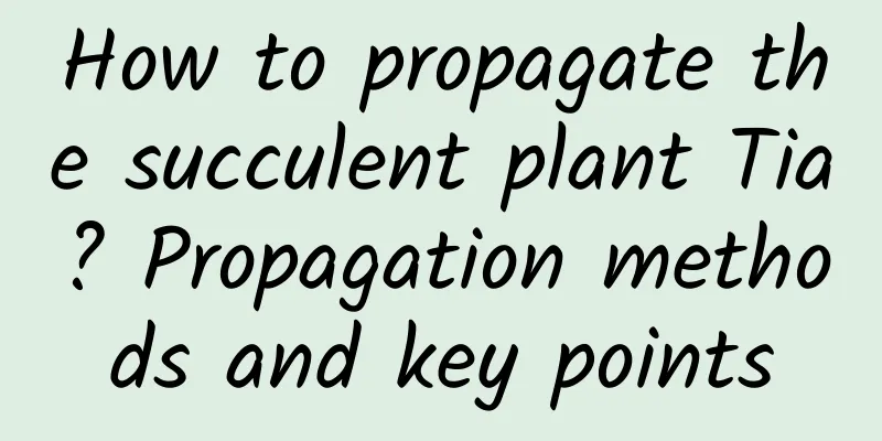 How to propagate the succulent plant Tia? Propagation methods and key points