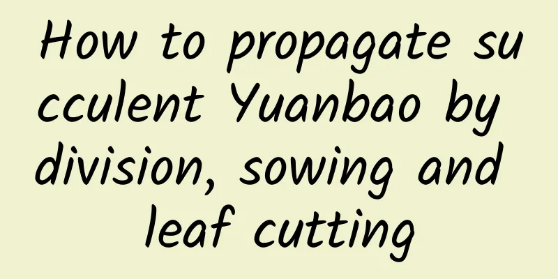 How to propagate succulent Yuanbao by division, sowing and leaf cutting