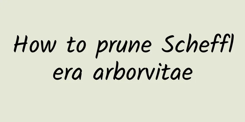 How to prune Schefflera arborvitae