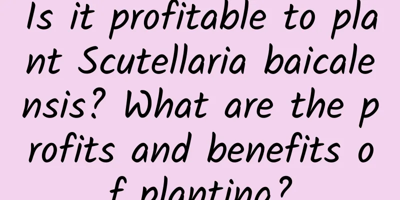 Is it profitable to plant Scutellaria baicalensis? What are the profits and benefits of planting?