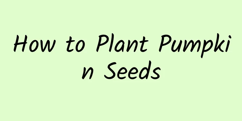 How to Plant Pumpkin Seeds