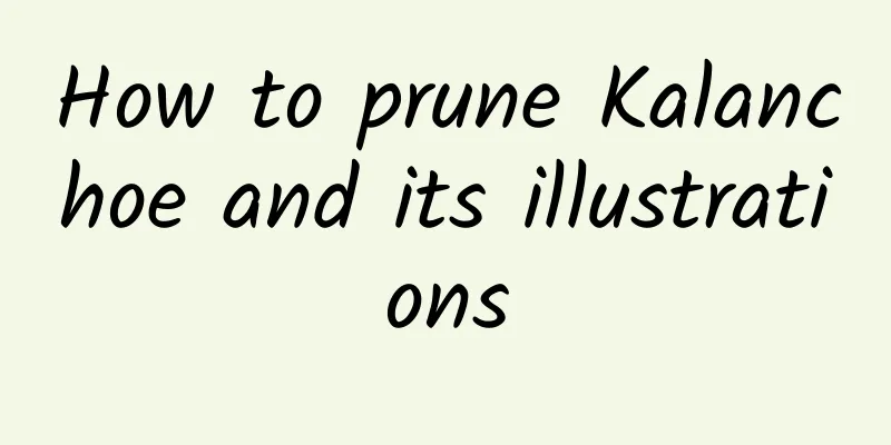 How to prune Kalanchoe and its illustrations